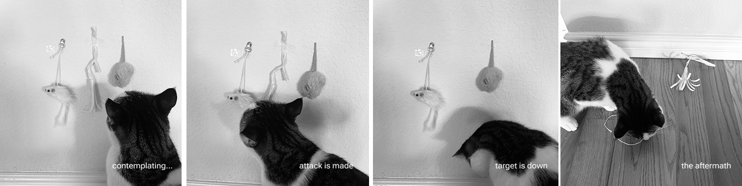 Xuxu pulling the paper octopus bait off the wall